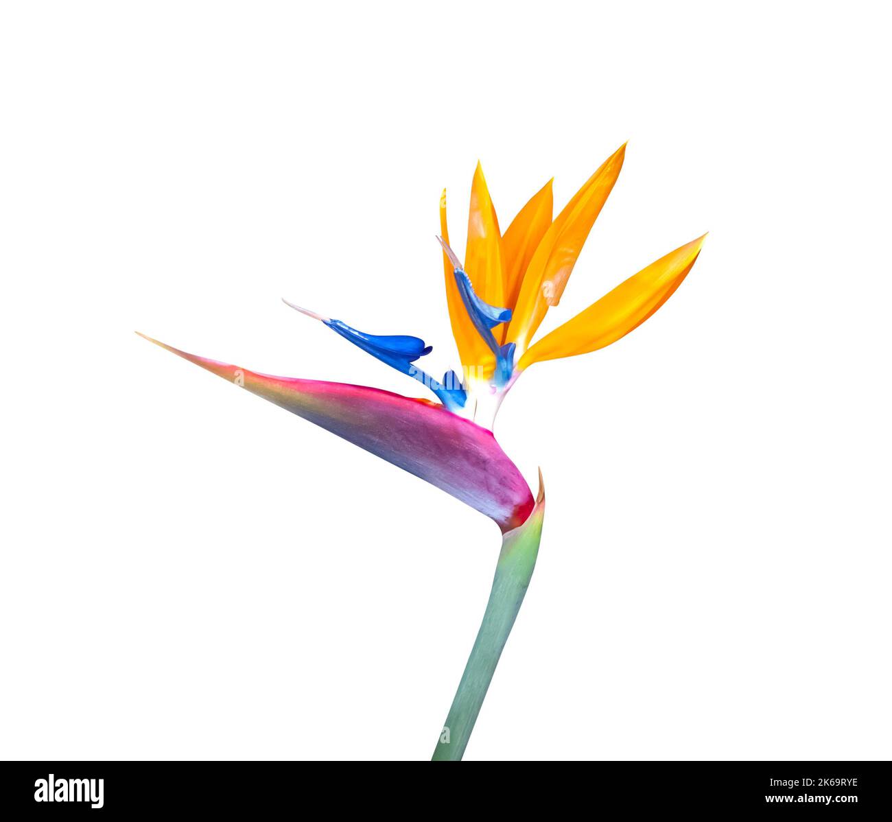 Wunderschöne Blume Vogel des Paradieses aus nächster Nähe mit lebendigen Farben, abgeschnitten vor weißem Hintergrund Stockfoto