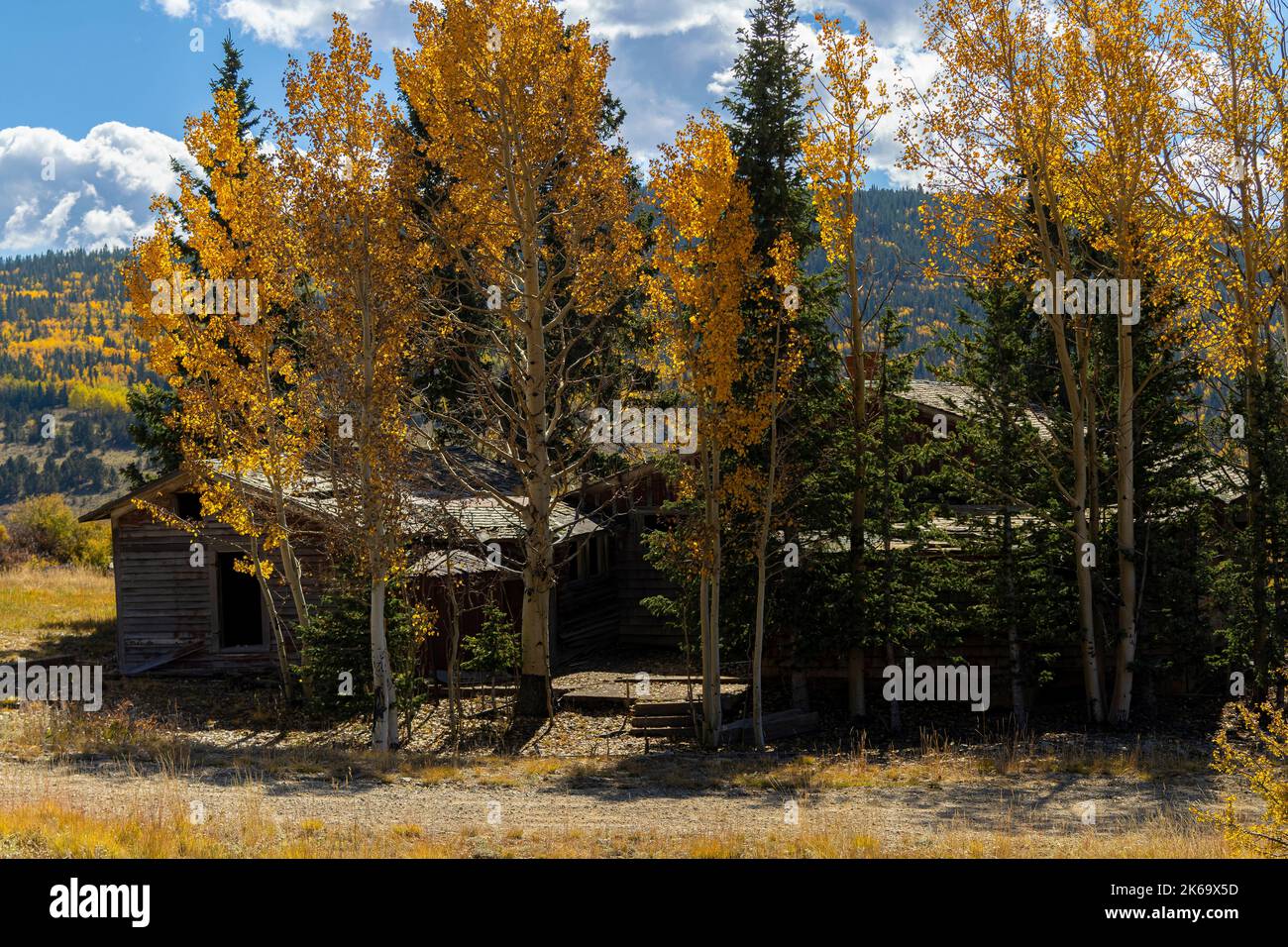 Aspen Blätter werden in einem beautul Victor Bergbaugebiet Herbst zu Gold. Stockfoto