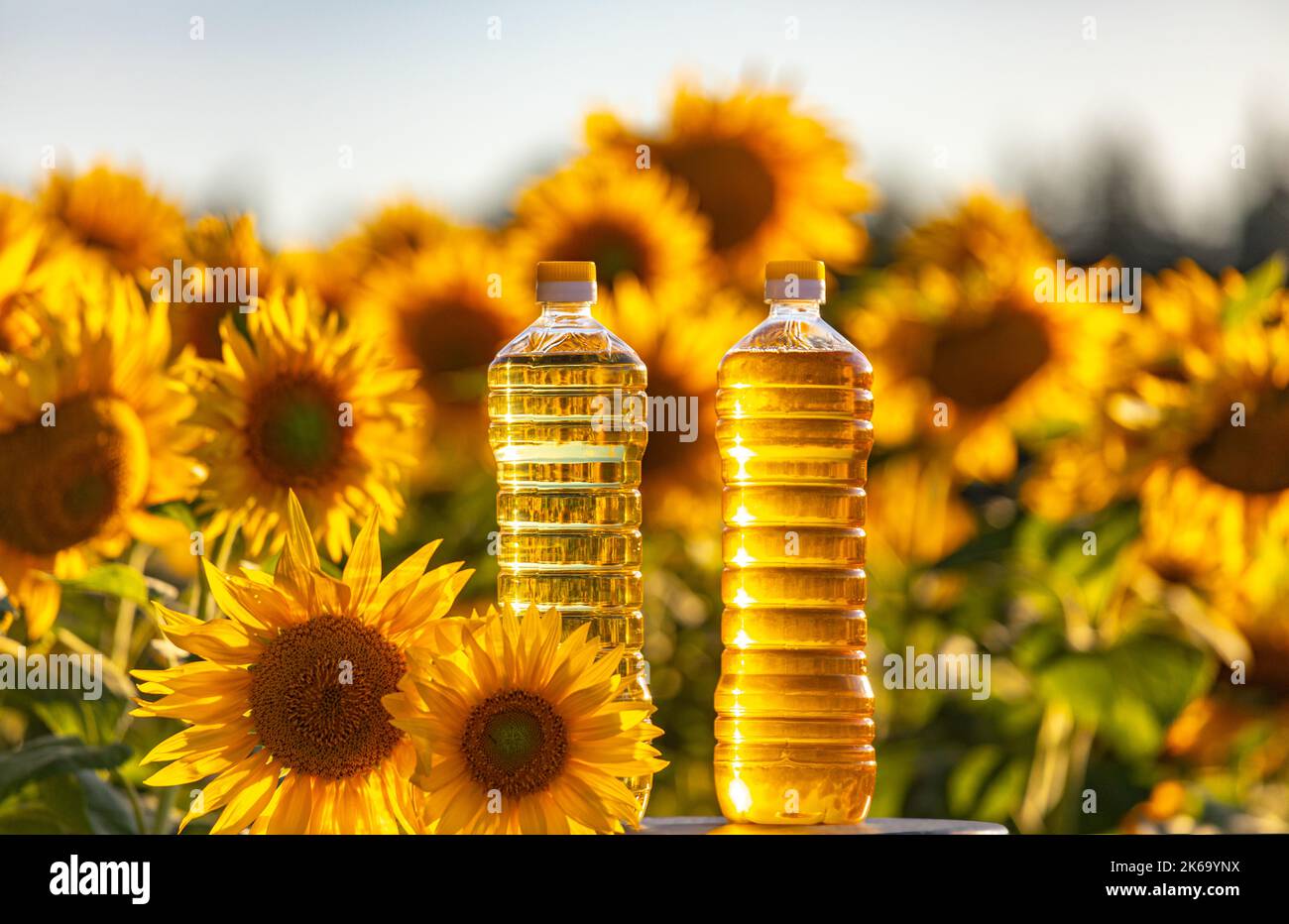 Landwirtschaft Werbekonzept. Verschiedene Arten von Öl in Plastikflaschen unter Sonnenblumenblumen Stockfoto