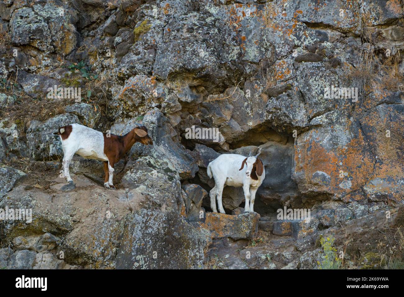 Feral Goats (Capra aegagruis hircus), gesehen bei Shoshone Falls, Idaho Stockfoto