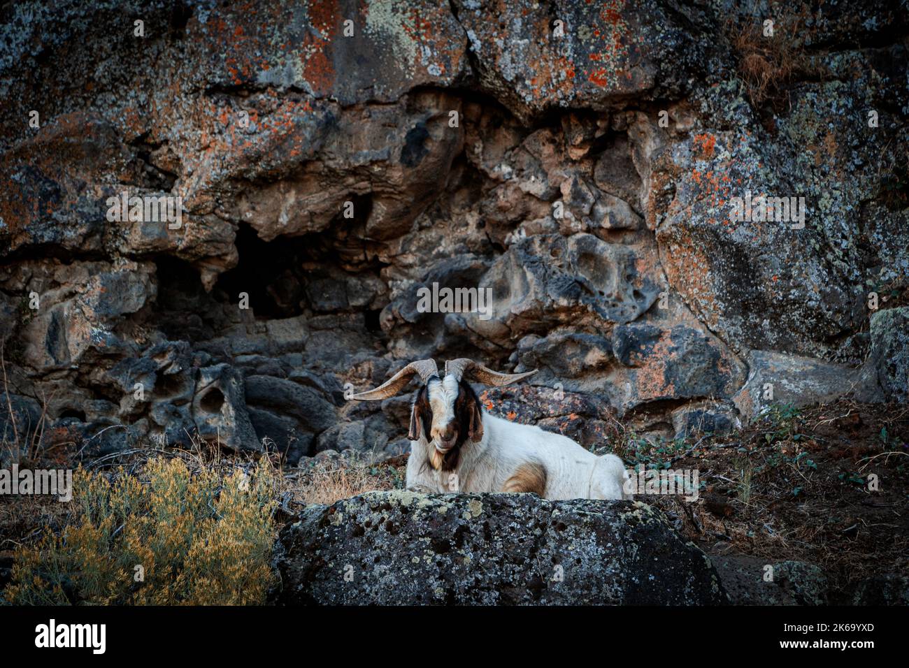 Feral Goats (Capra aegagruis hircus), gesehen bei Shoshone Falls, Idaho Stockfoto