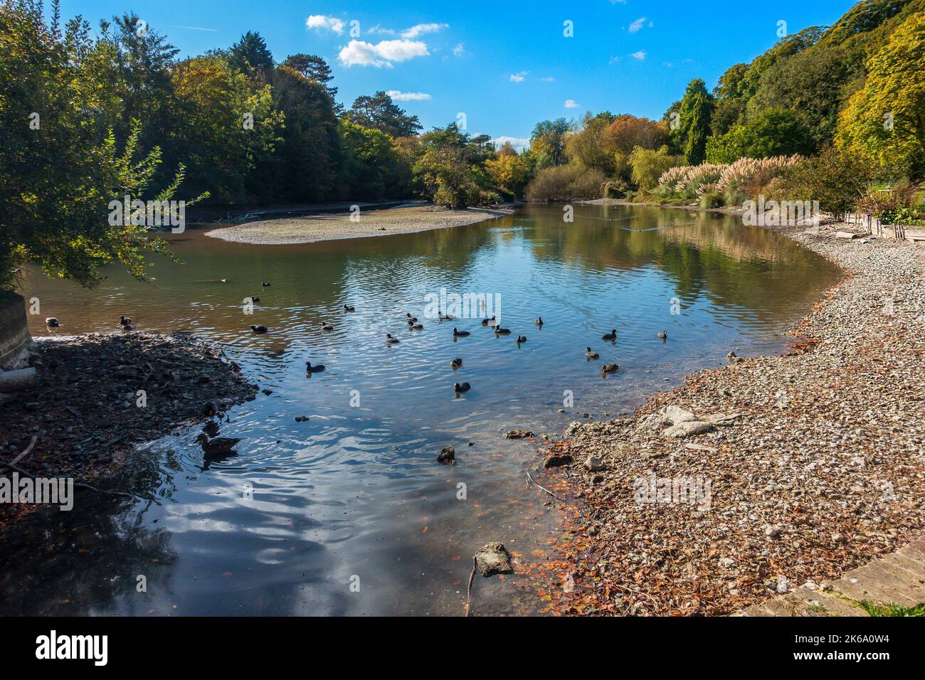 Buschiger Ruff, See, Dürre, 2022, niedriger Wasserstand, Russell Gardens, Alkham Valley, Dover, Kent, England, Großbritannien Stockfoto