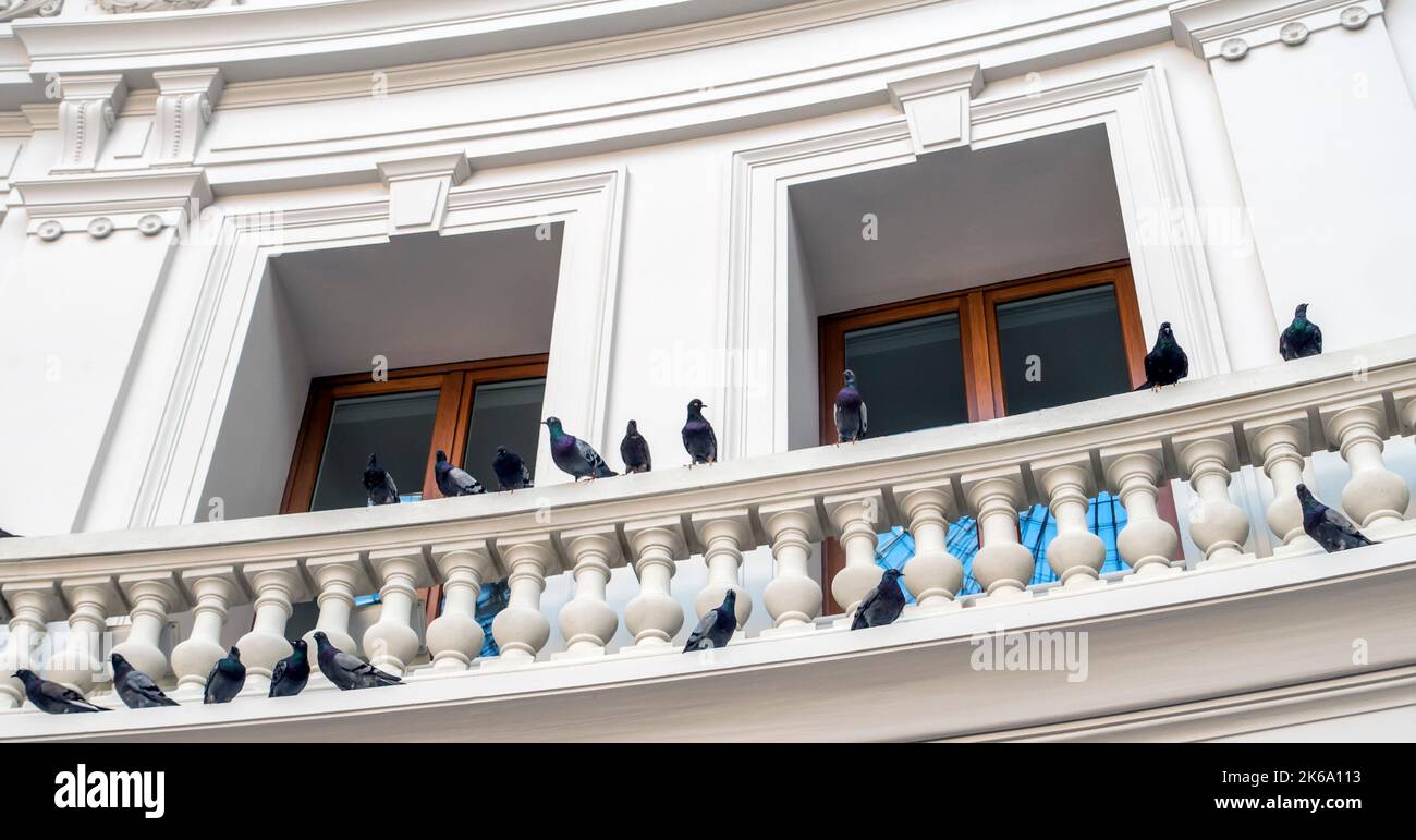 Taubenstatuen schmücken das Innere des ehemaligen Bourse de Commerce-Gebäudes in Paris, Frankreich, das heute die Kunstsammlung der Familie Pinault beherbergt Stockfoto