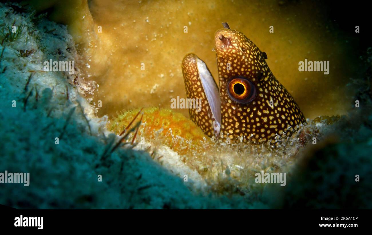 Golddenil Muränen (Gymnothorax miliaris), in Korallenriff, Curacao. Stockfoto