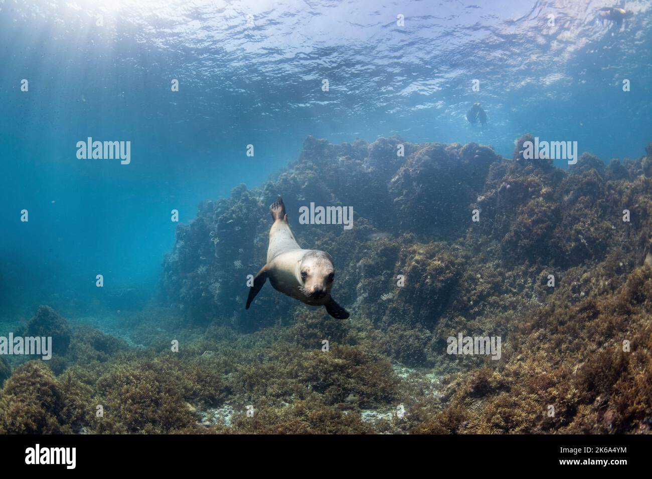 Ein kalifornischer Löwe schwimmt zum Meeresboden, während andere an der Oberfläche bleiben, Sea of Cortez. Stockfoto