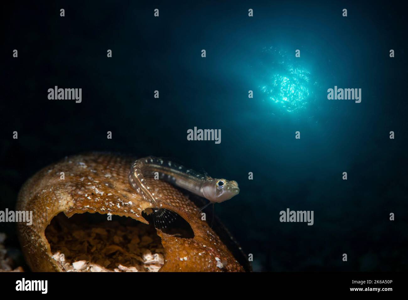 Ein kleiner Hecht-Blenny (Chaenopsis alepidota) ruht auf einer Seeigel-Muschel im Cortez-Meer. Stockfoto