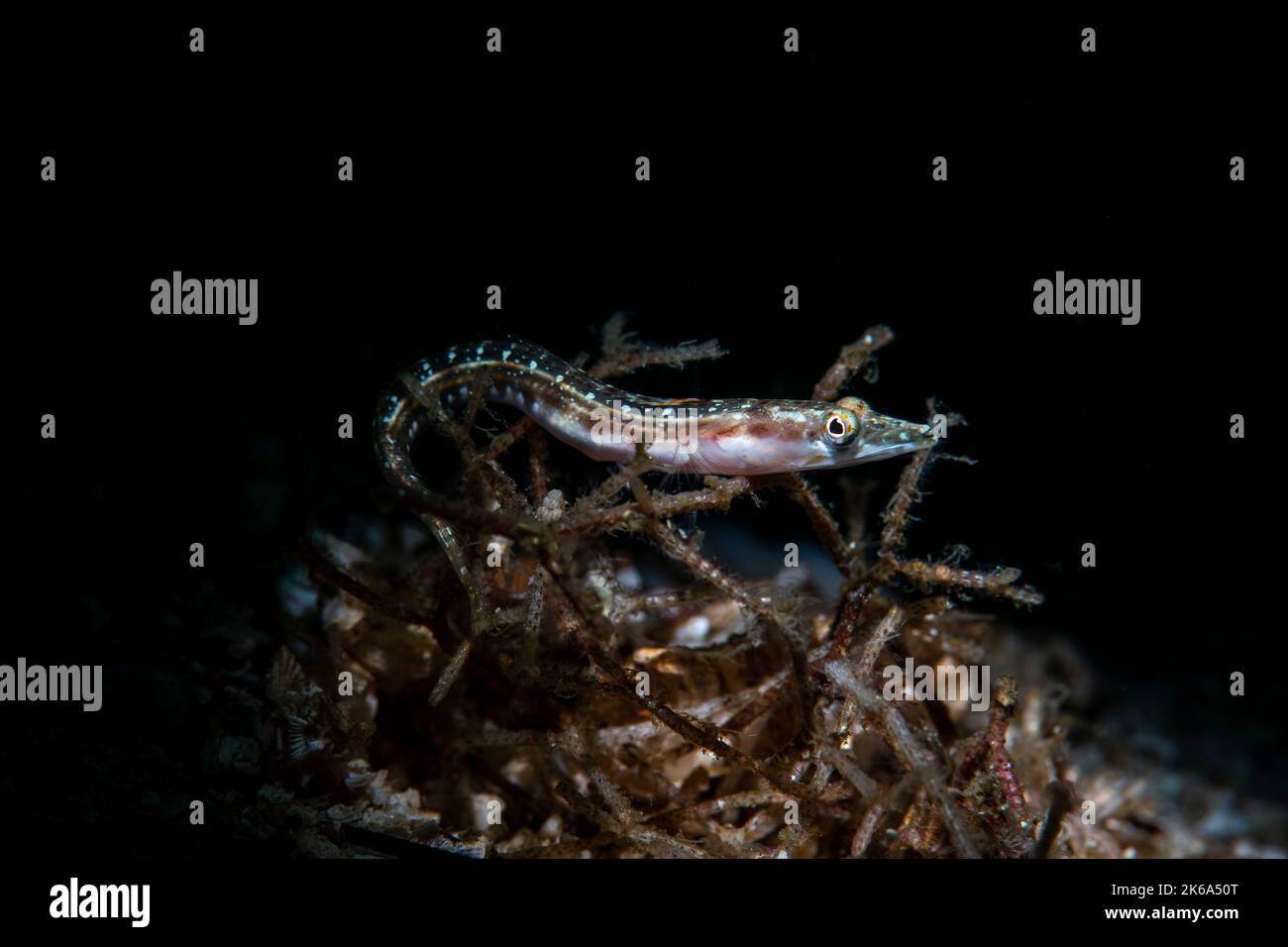 Ein weiblicher oder jugendlicher Hecht-Blenny, Sea of Cortez, Mexiko. Stockfoto Ein weiblicher oder jugendlicher Hecht-Blenny, Sea of Cortez, Mexiko. Stockfoto