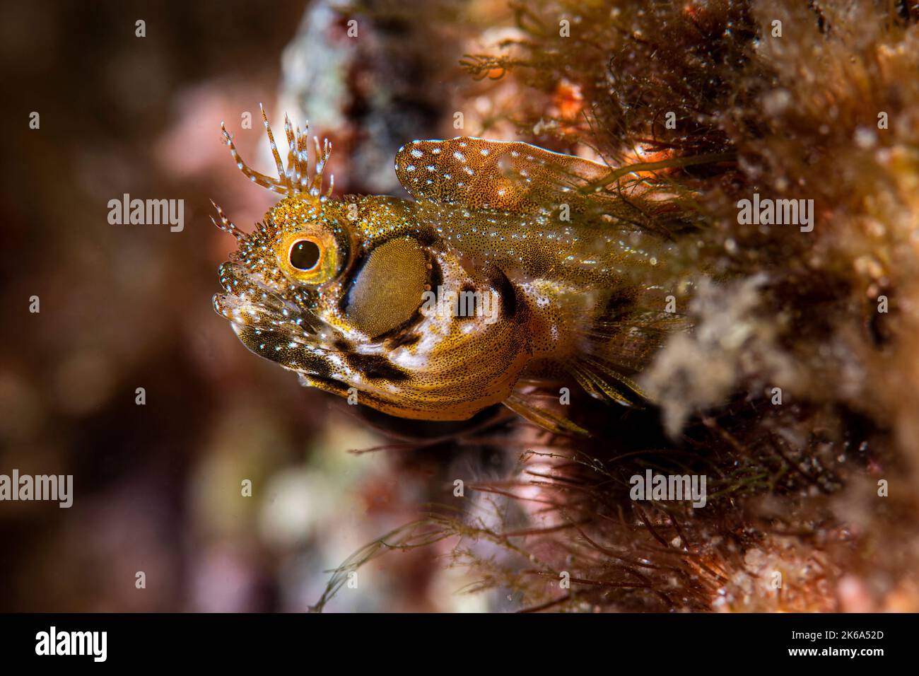 Ein männlicher Braunwangenblenny (Acanthemblemaria crockeri), Sea of Cortez. Stockfoto