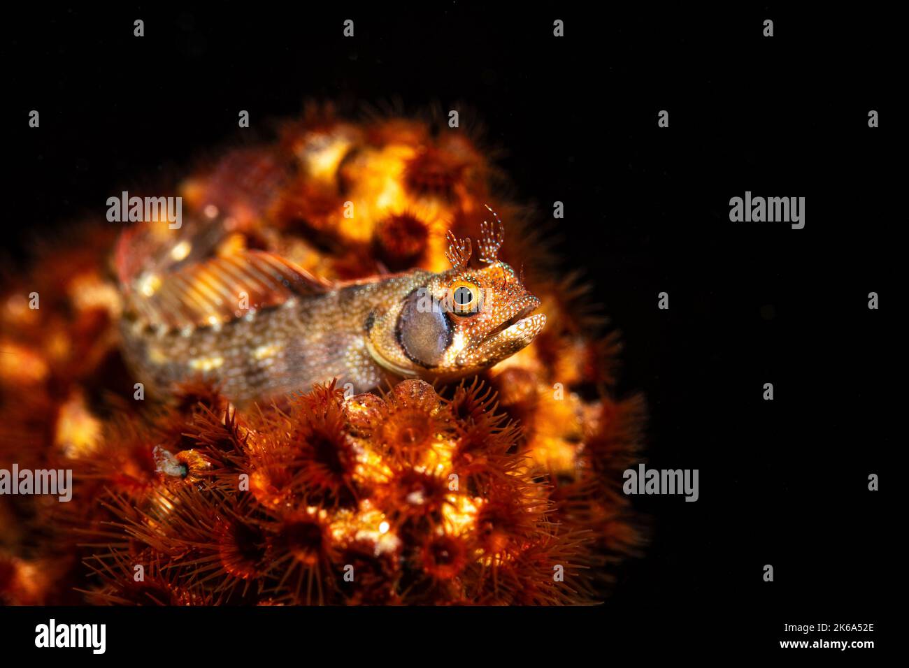 Ein braunes Blenny (Acanthemblemaria crockeri) sitzt auf einem roten Korallenkopf, Sea of Cortez. Stockfoto