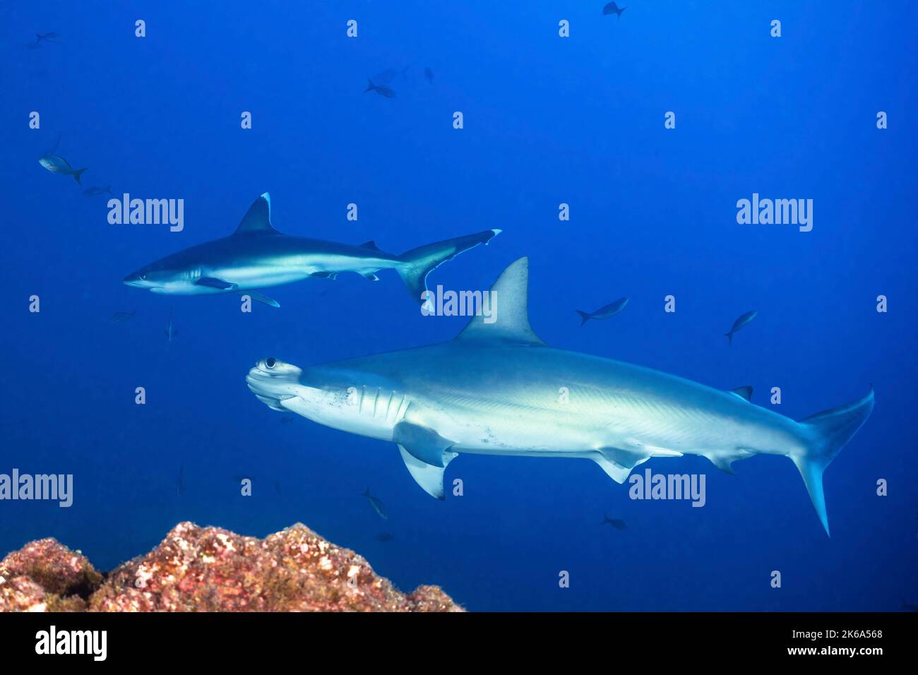 Ein kallotierter Hai mit Hai und Silberspitzenriffhai über einem Riff auf den Socorro-Inseln. Stockfoto
