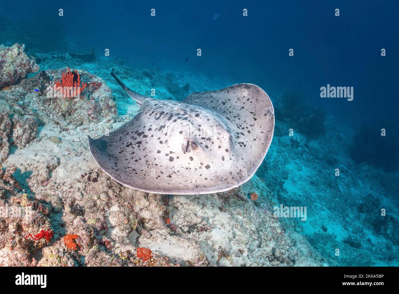 Ein marmorter Stachelrochen schwimmt an einem flachen Riff, den Malediven. Stockfoto