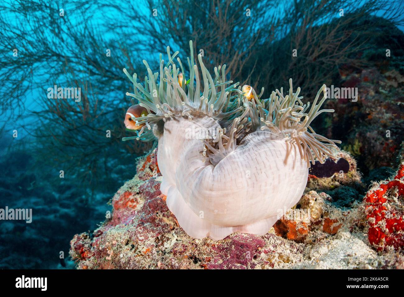 Anemonfische in einer halbwegs geschlossenen Anemone, Malediven. Stockfoto