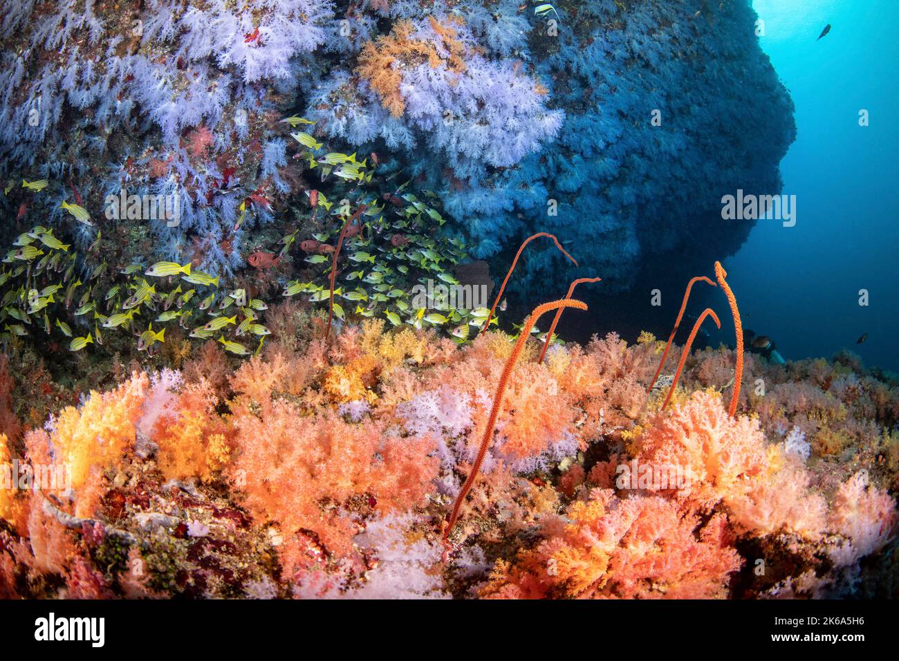 Ein Riff, das mit Weichkorallen jeder Farbe bedeckt ist, ist ein Zufluchtsort für Fischschwärme, die Malediven. Stockfoto