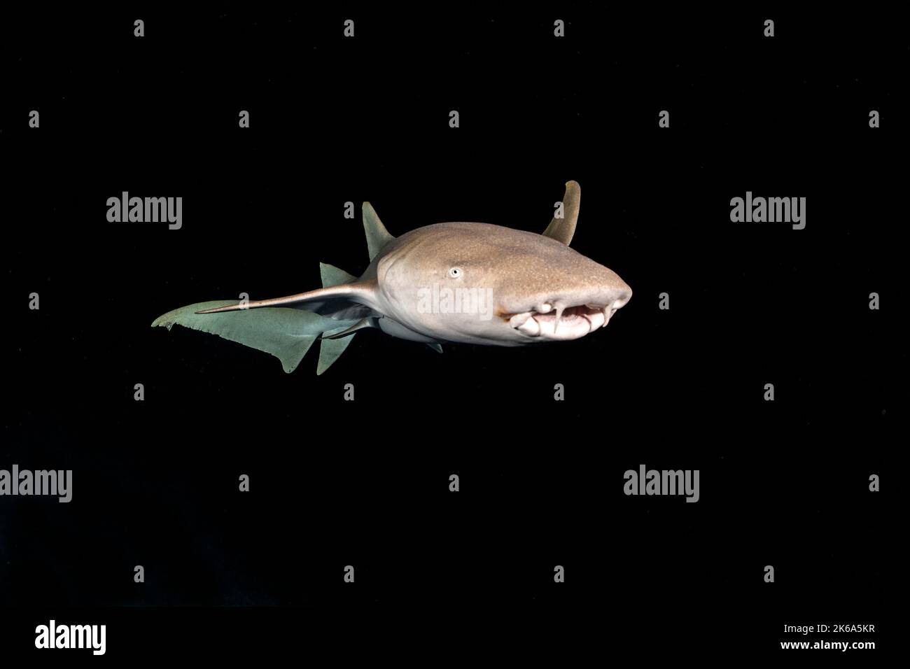 Ein Krankenschwesternhai schwimmt bei einem Nachttauchgang auf den Malediven aus der Dunkelheit. Stockfoto