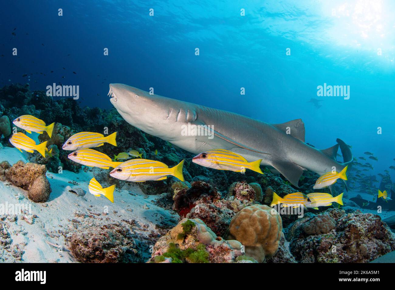 Ein Krankenschwestern-Hai schwimmt mit einer Schule von gelben Schnappern auf den Malediven entlang eines Riffs. Stockfoto