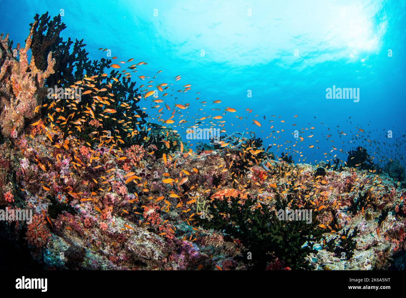 Auf den Malediven werden Ameisenbienfische über einem gesunden Korallenriff eingeschult. Stockfoto