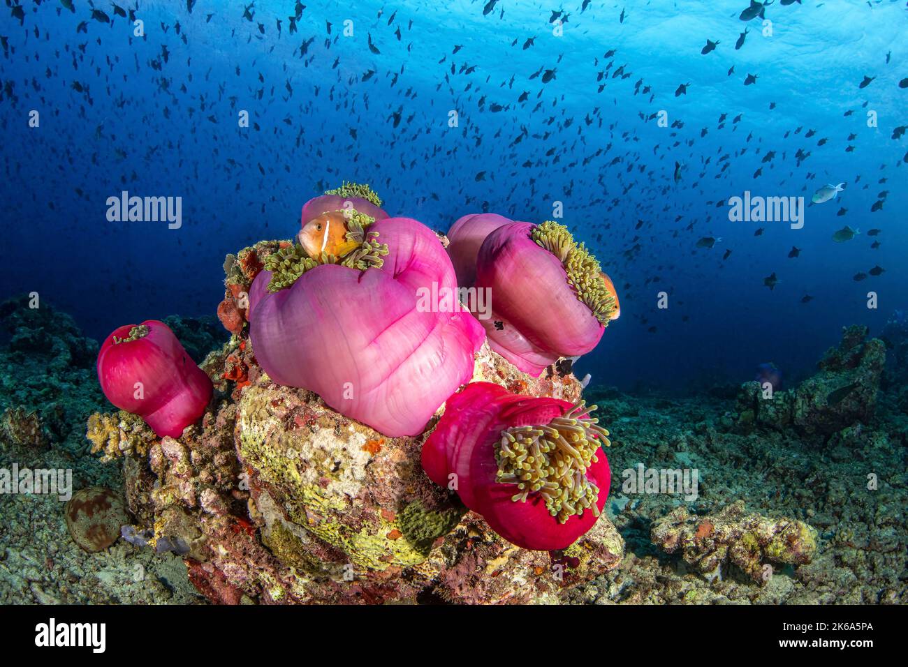 Mehrere rosa Anemonen gruppieren sich auf einem Korallenaufschnitt und bieten den Malediven ein Zuhause für Anemonfische. Stockfoto