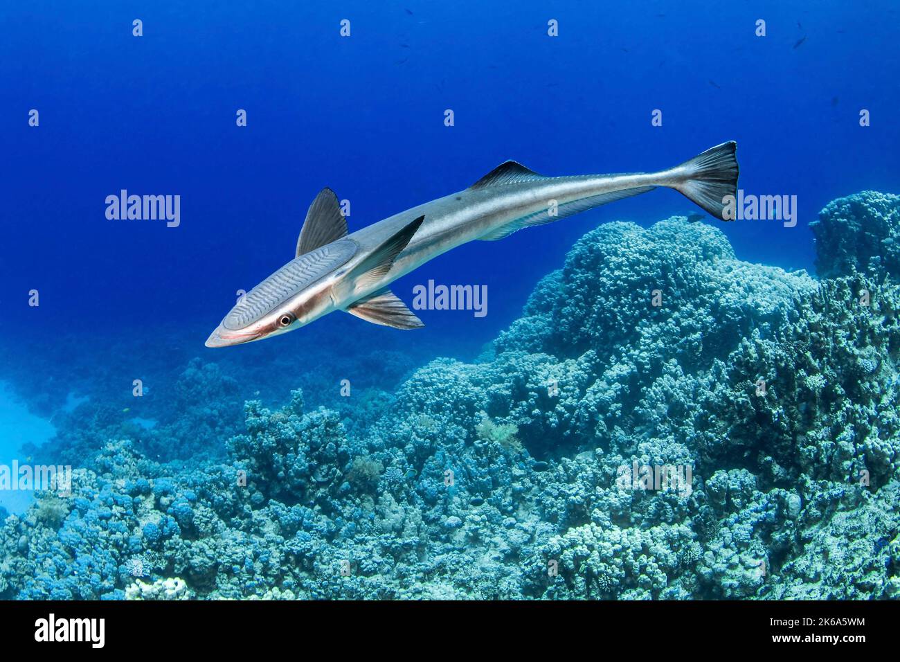 Eine Remora freies Schwimmen ohne Gastgeber, Rotes Meer. Stockfoto