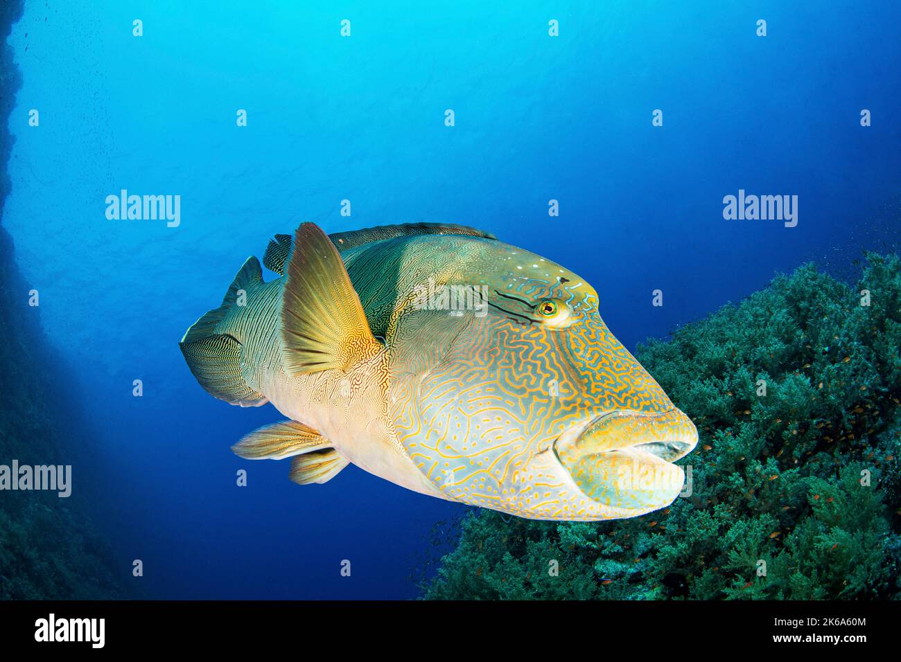 Ein großer Napoleon-Lippfisch, der über einem Korallenriff, dem Roten Meer, schwimmend ist. Stockfoto