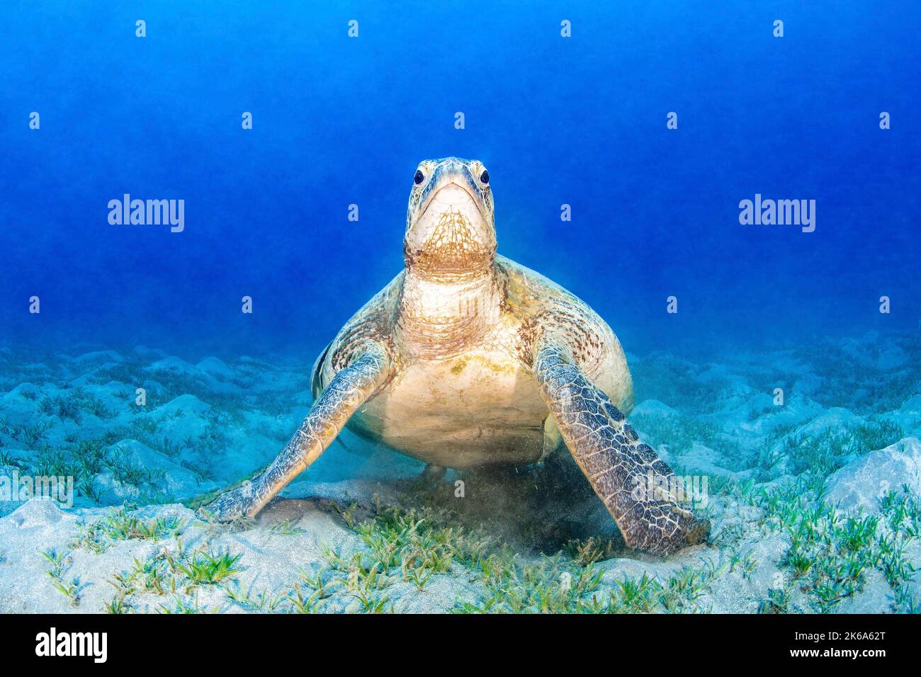 Eine grüne Meeresschildkröte hält vom Fressen von Seegras inne und blickt auf die Umgebung, das Rote Meer. Stockfoto