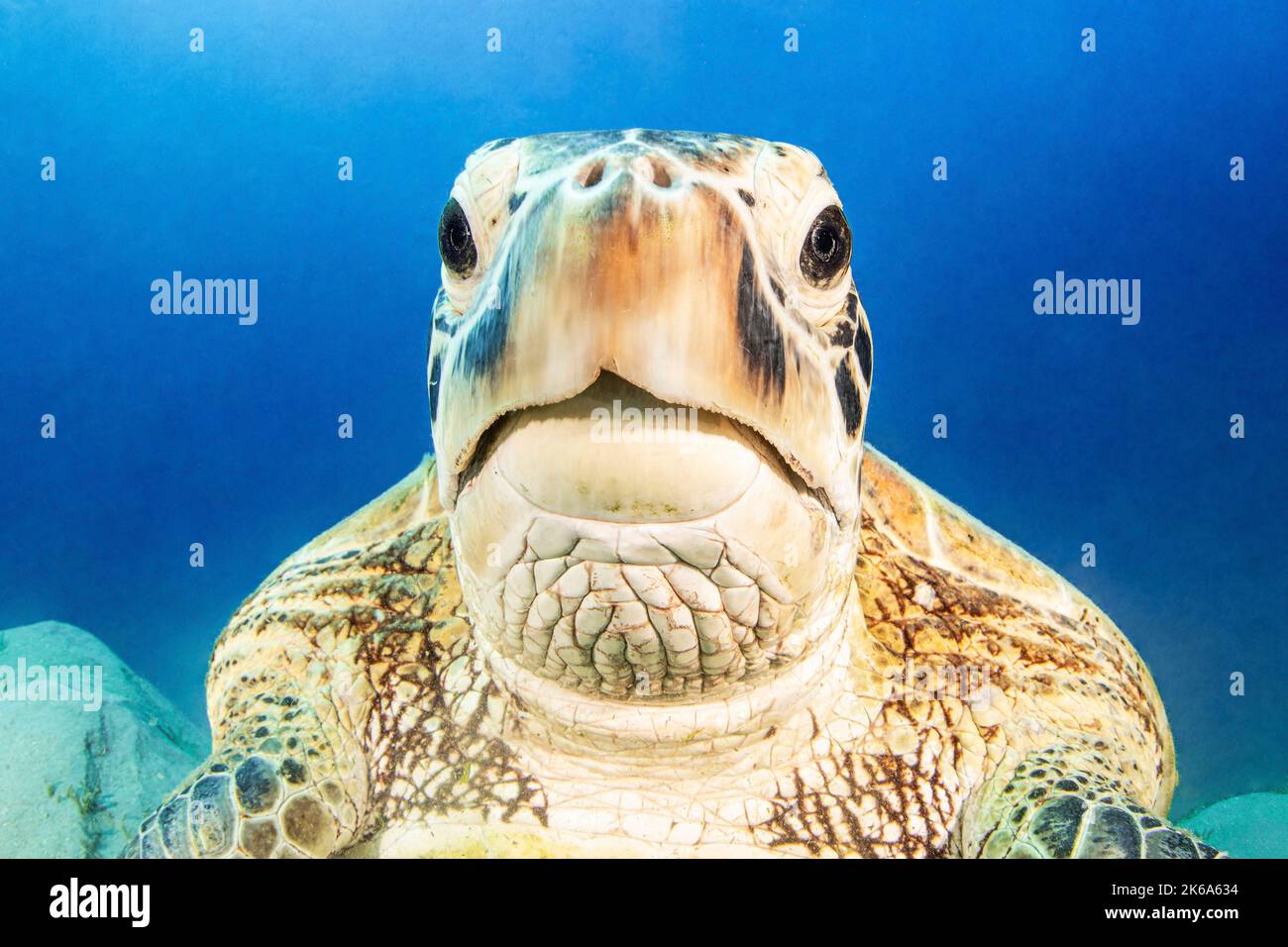 Nahaufnahme des Porträts einer riesigen grünen Meeresschildkröte, dem Roten Meer. Stockfoto