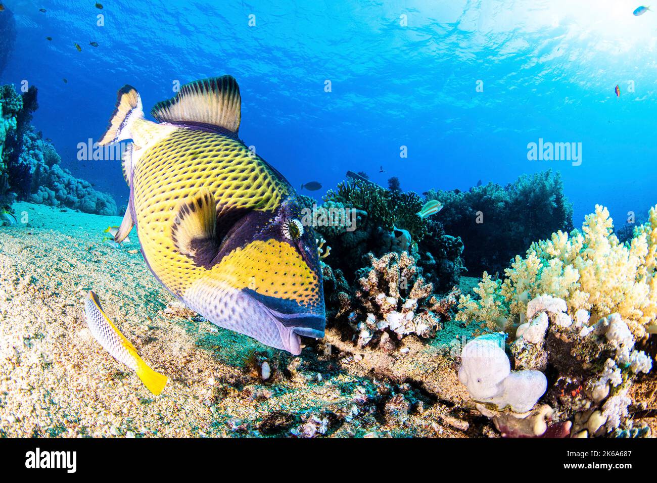 Ein titan-Drückerfisch pflückt am Yolanda Reef im Roten Meer die Koralle mit ihren kräftigen Zähnen. Stockfoto