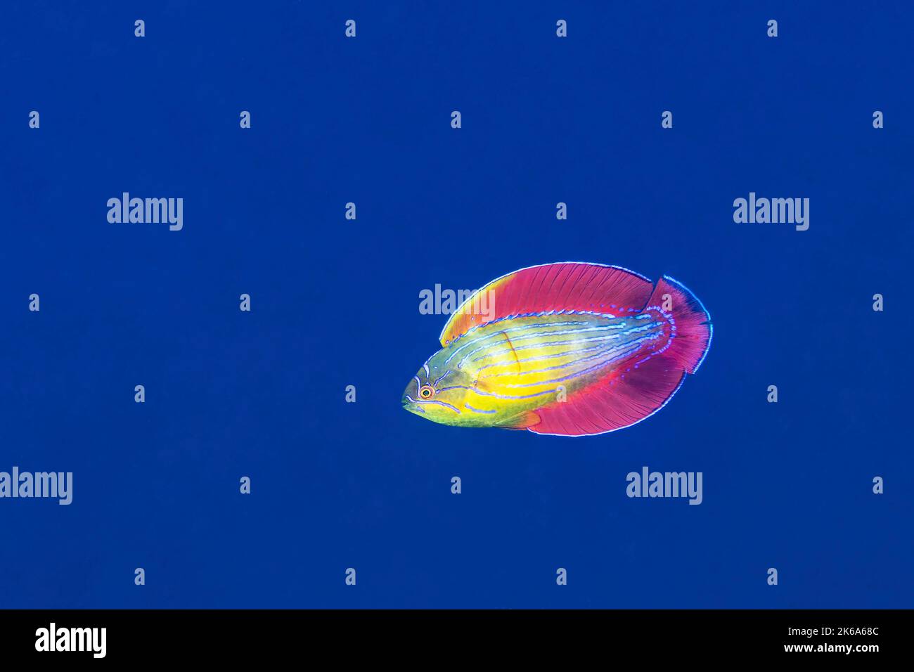 Ein Achtlinienschildfisch (Paracheilinus octotaenia), mit vollständig ausgestreckten Flossen, Rotes Meer. Stockfoto