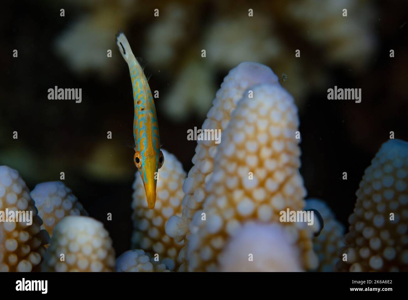 Ein kleiner, bunter Langnasenfilefisch, Oxymonacanthus longirostris, schwebt über einer Stauchhornkorallenkolonie, auf der er sich ernährt und sich vor Raubtieren versteckt. Stockfoto