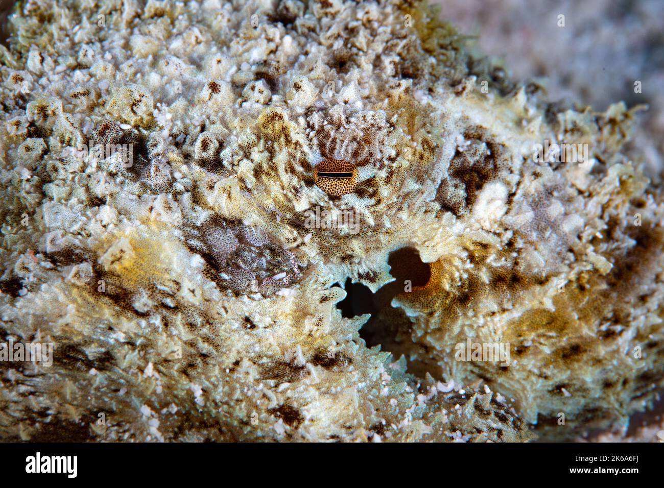 Ein kleiner, gut getarnter Oktopus, Amphiocrake mototi, versteckt sich am Meeresboden in der Nähe von Flores, Indonesien. Diese seltene, indopazifische Art ist giftig. Stockfoto