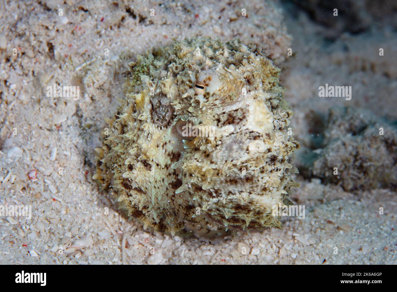 Ein kleiner, gut getarnter Oktopus, Amphiocrake mototi, versteckt sich am Meeresboden in der Nähe von Flores, Indonesien. Diese seltene, indopazifische Art ist giftig. Stockfoto