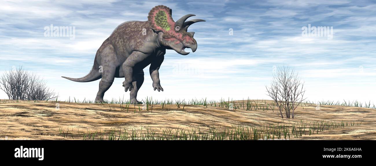 Triceratops Dinosaurier Wandern in der Wüste bei Tag. Stockfoto