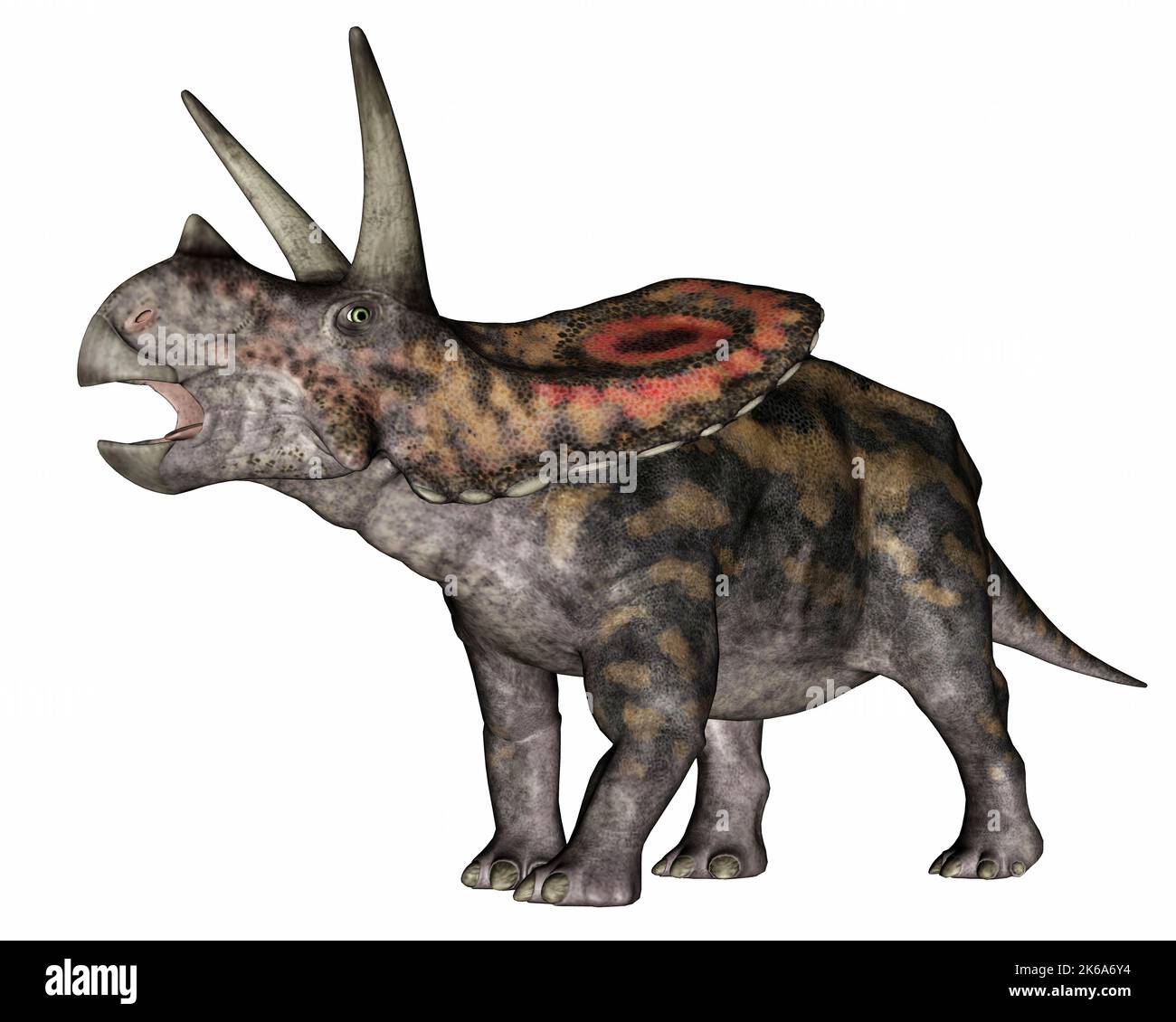 Torosaurus Dinosaurier brüllend, isoliert auf weißem Hintergrund. Stockfoto