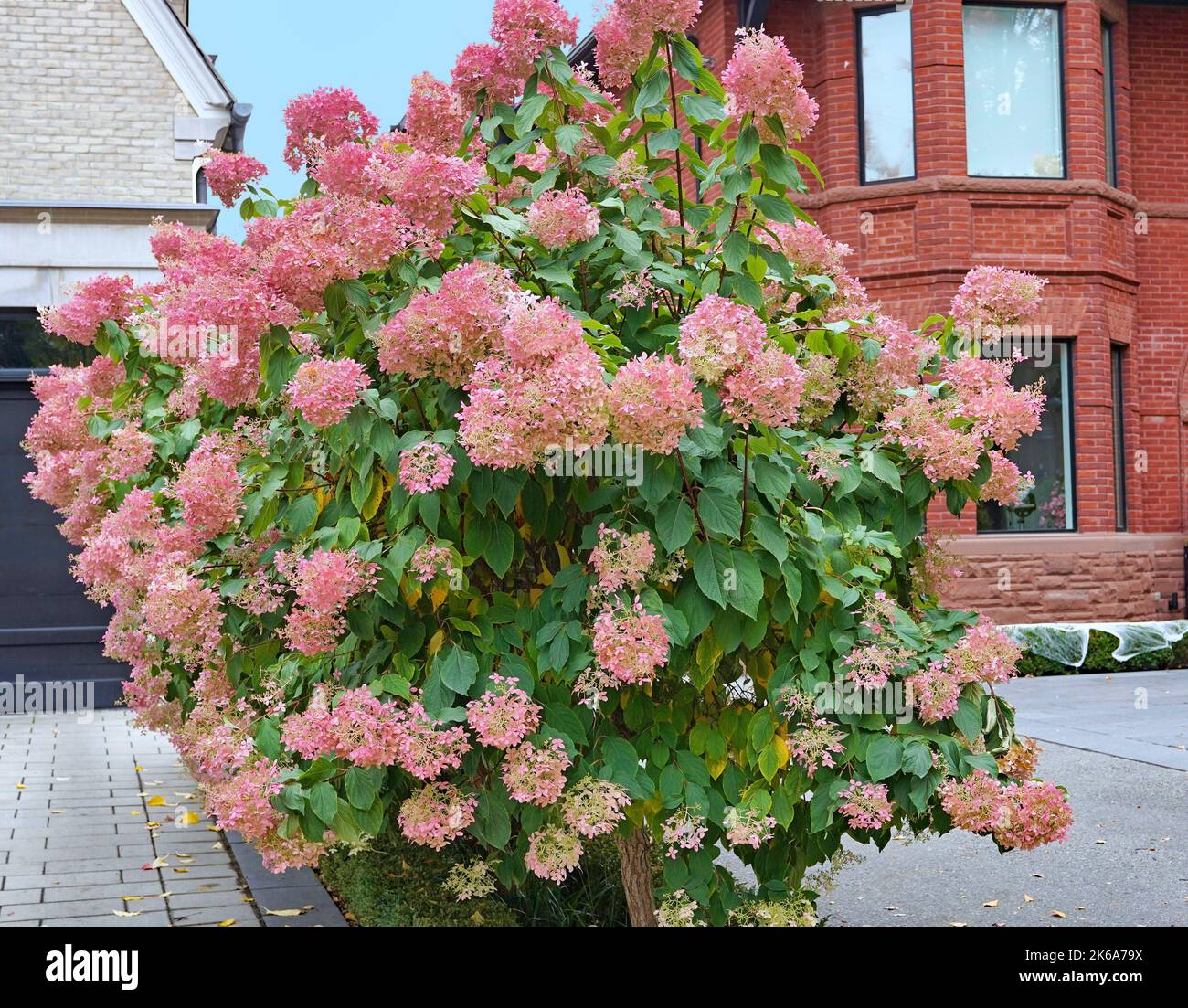 Hortensienblüten, die im Sommer weiß sind, werden im Herbst rosa Stockfoto