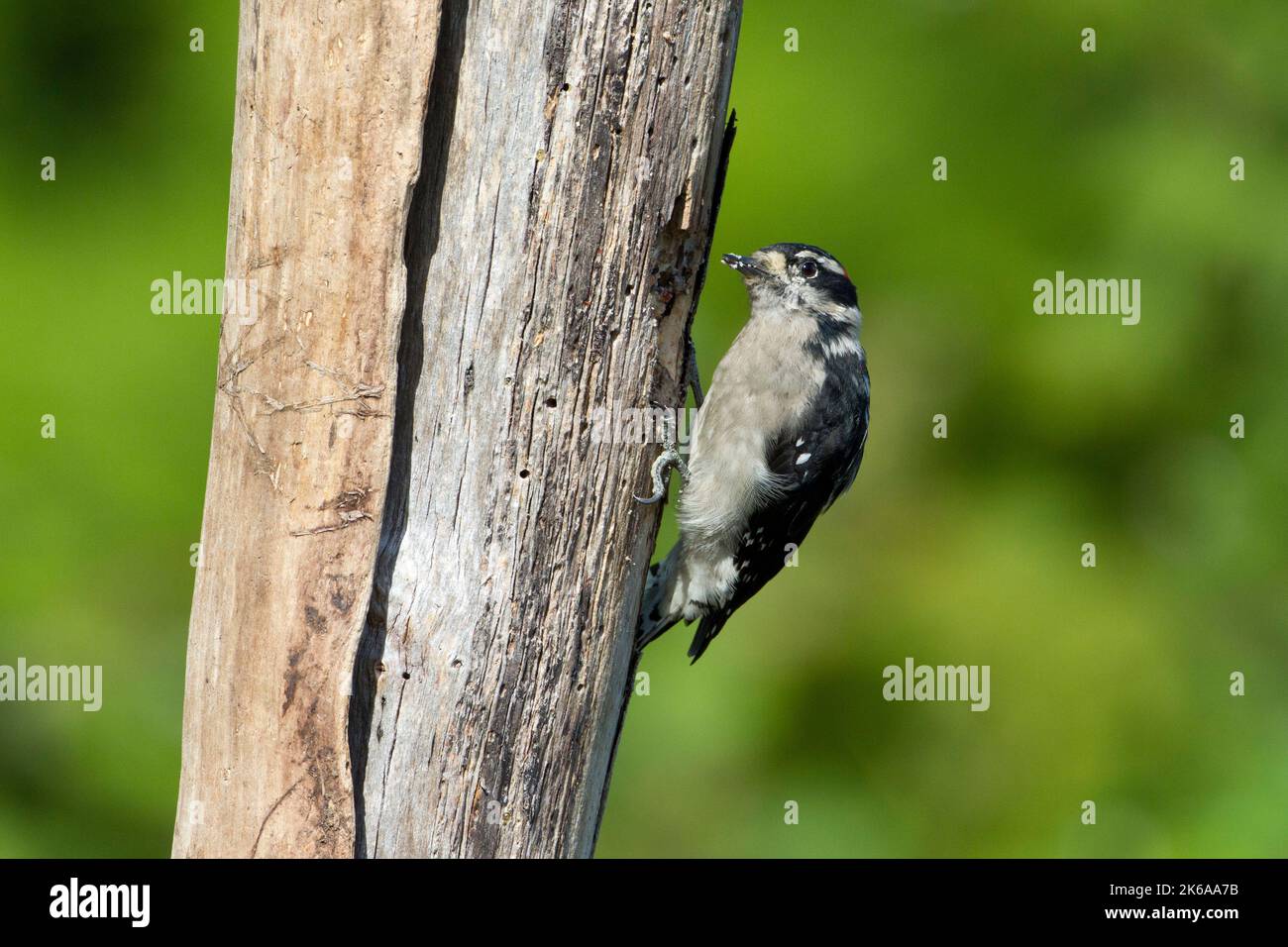 Ein männlicher Specht (Dryobates pubescens), der sich an einem toten Baumstumpf in einem Garten in Nanaimo, British Columbia, Kanada, mit Suet ernährt Stockfoto