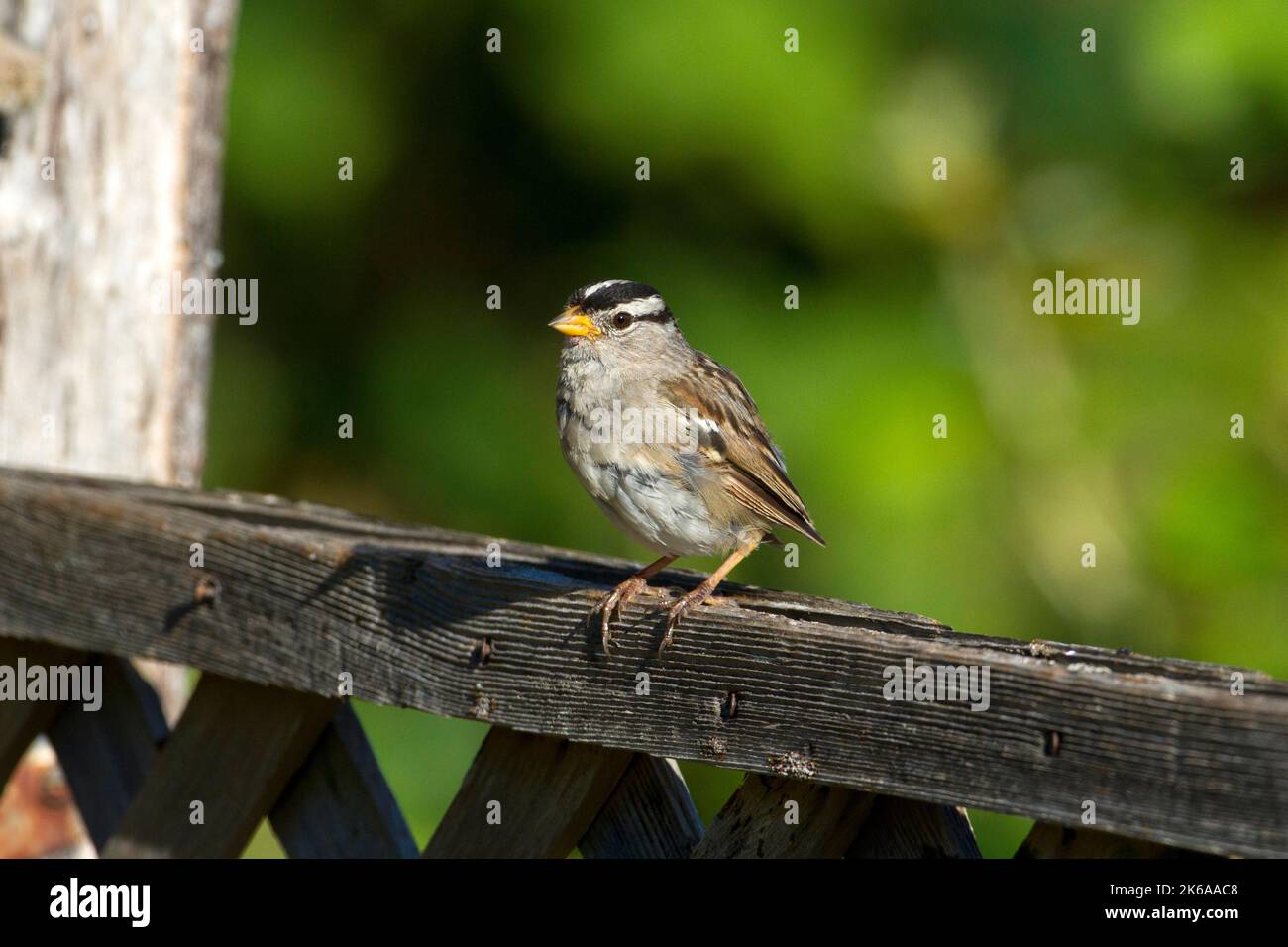 Weißkronenspatze (Zonotrichia leucophrys), die auf einem Zaun in einem Garten in Nanaimo, British Columbia, Kanada, thront Stockfoto