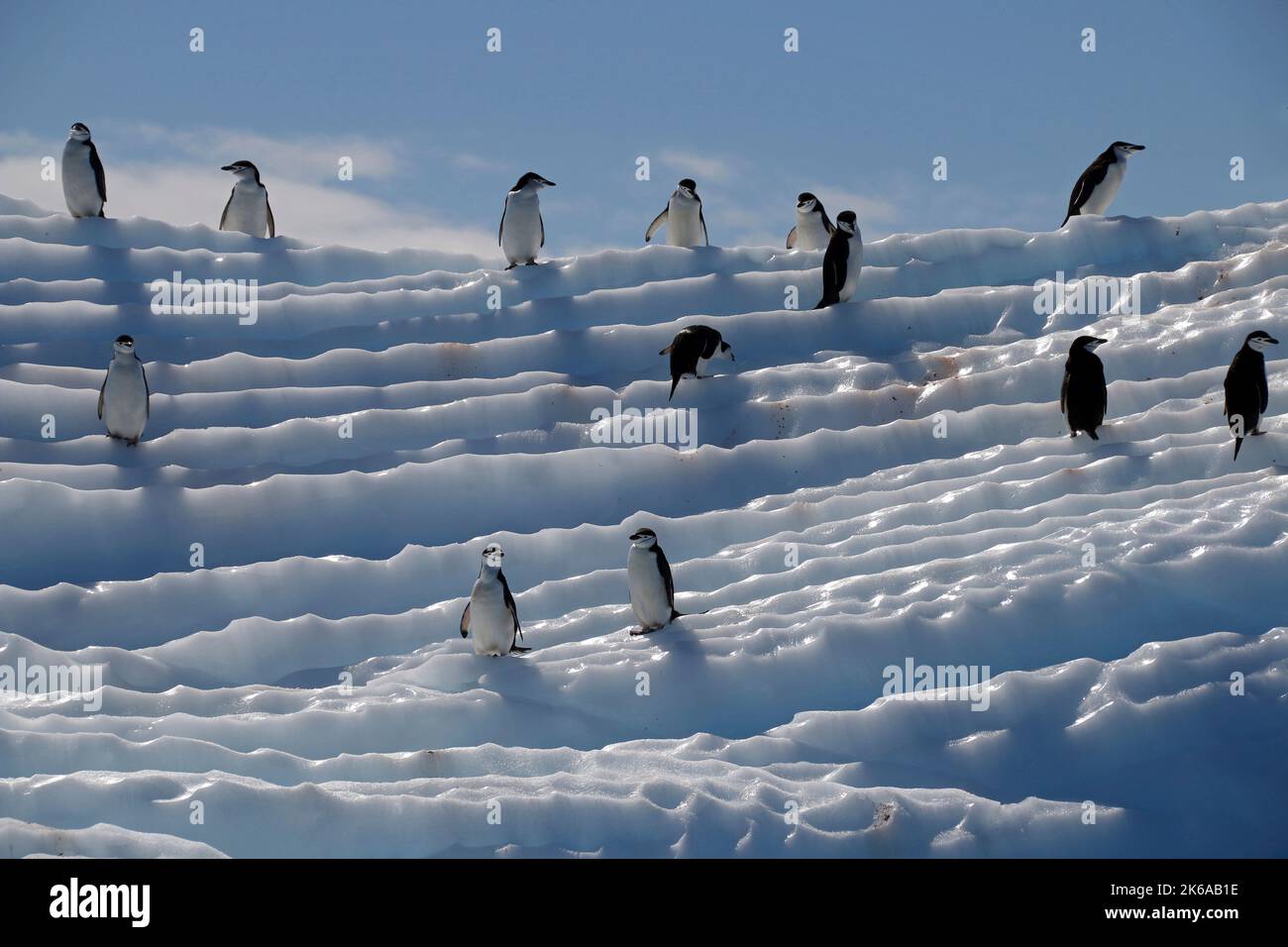 Kinnriemen-Pinguine auf einem Eisberg in der Nähe der Aitcho-Inseln, Antarktische Halbinsel. Stockfoto