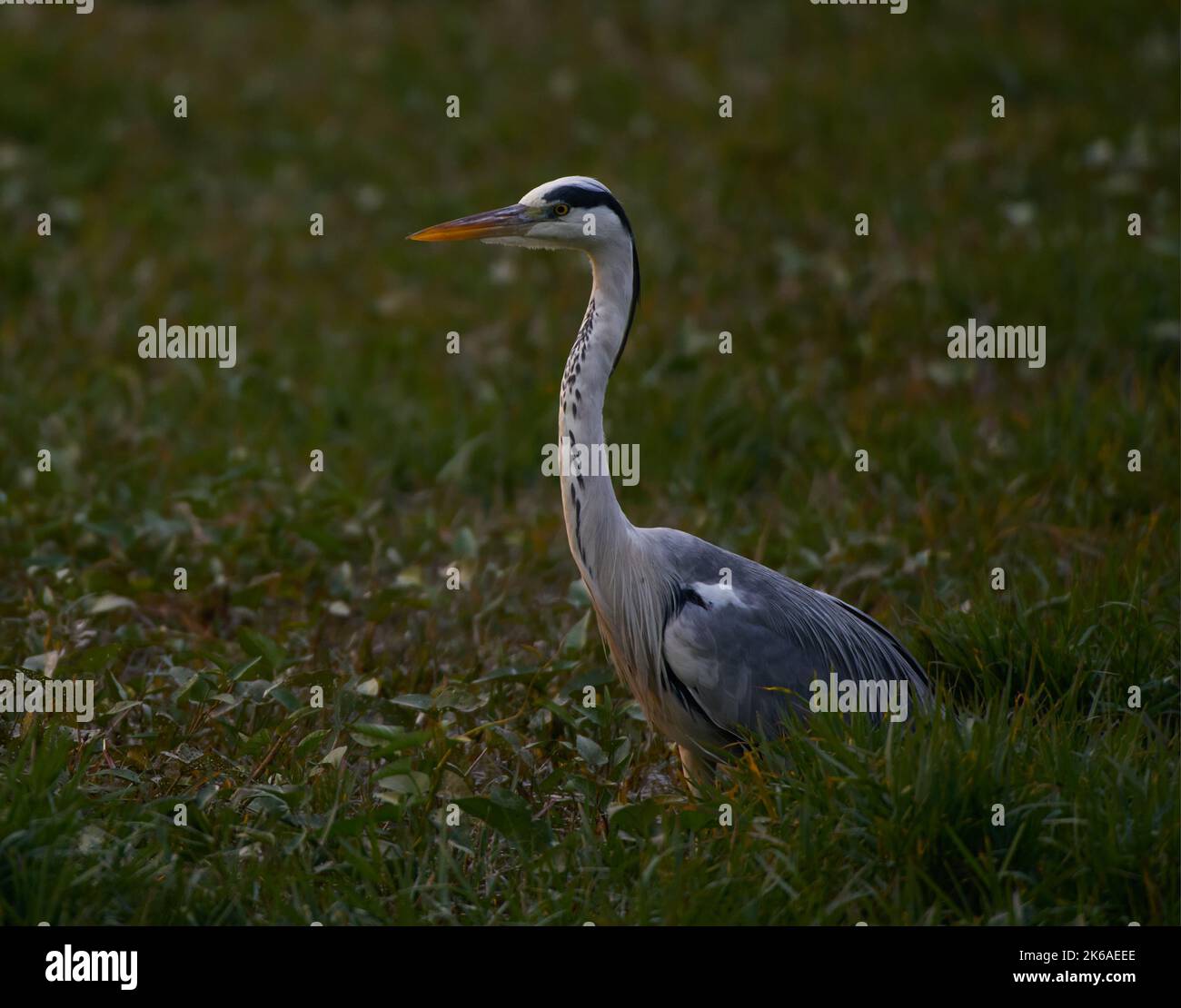 Graureiher, Keoladeo-Nationalpark, Indien. Stockfoto