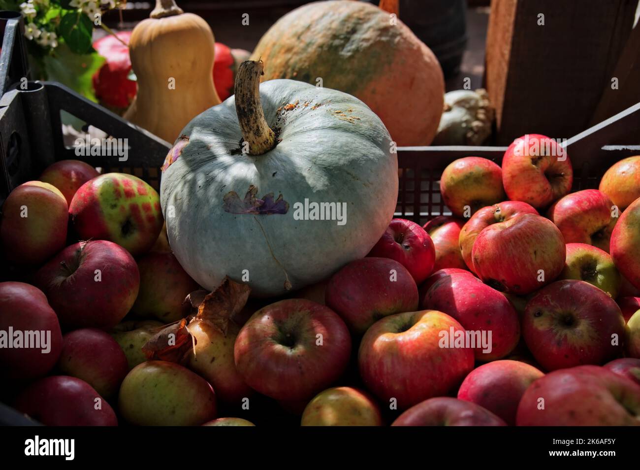Kürbis und Äpfel in großen Holzbehältern - Herbstkonzept Stockfoto
