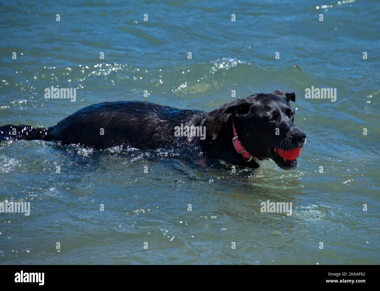 Schwarzer Hund spielt mit einem Ball im Fluss Stockfoto