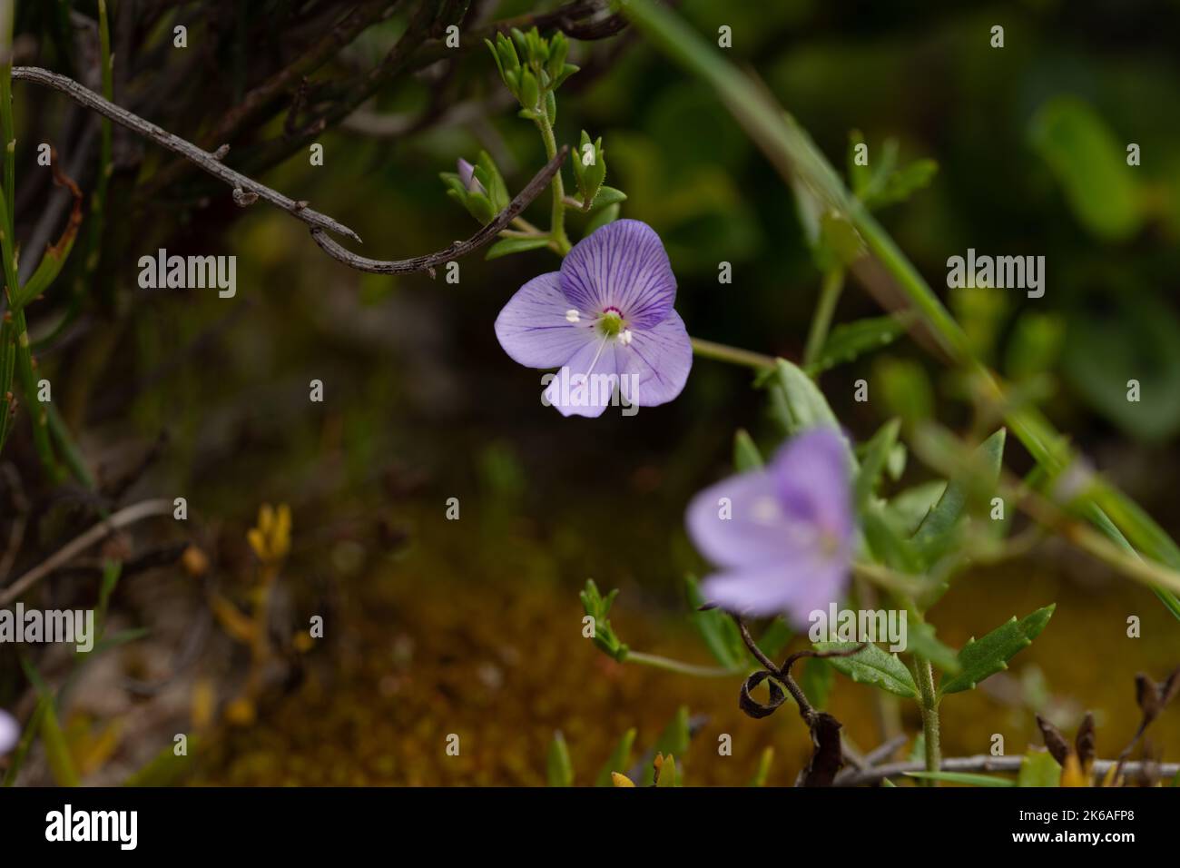 australische Nativee-Blumen Stockfoto