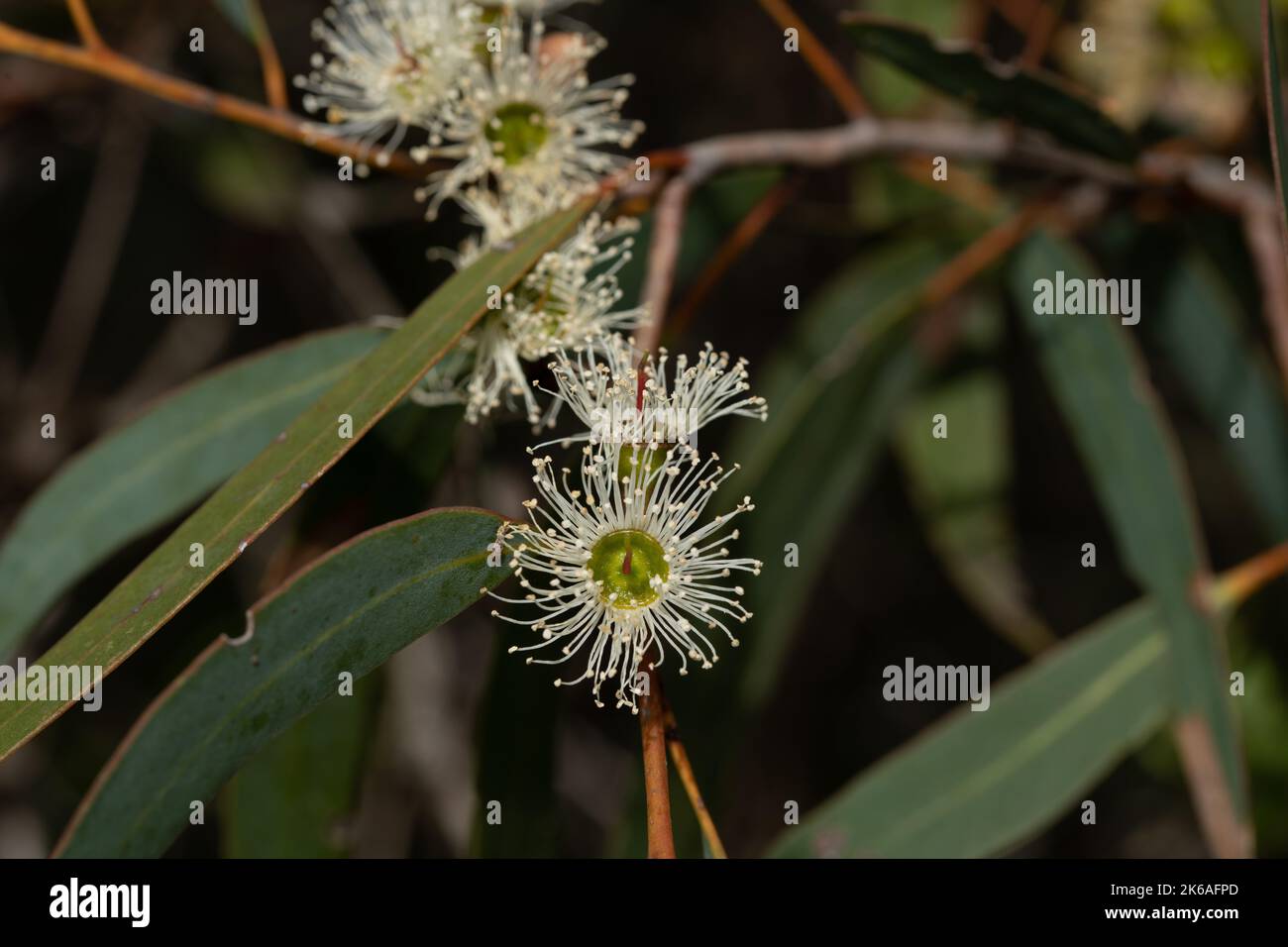 Australischer Kaugummi Stockfoto
