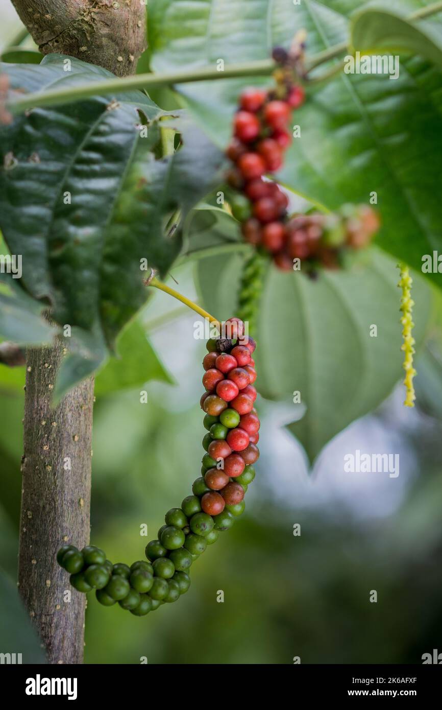 Farbenfroher weißer Pfeffer auf Pfefferbaum in Indonesien Stockfoto