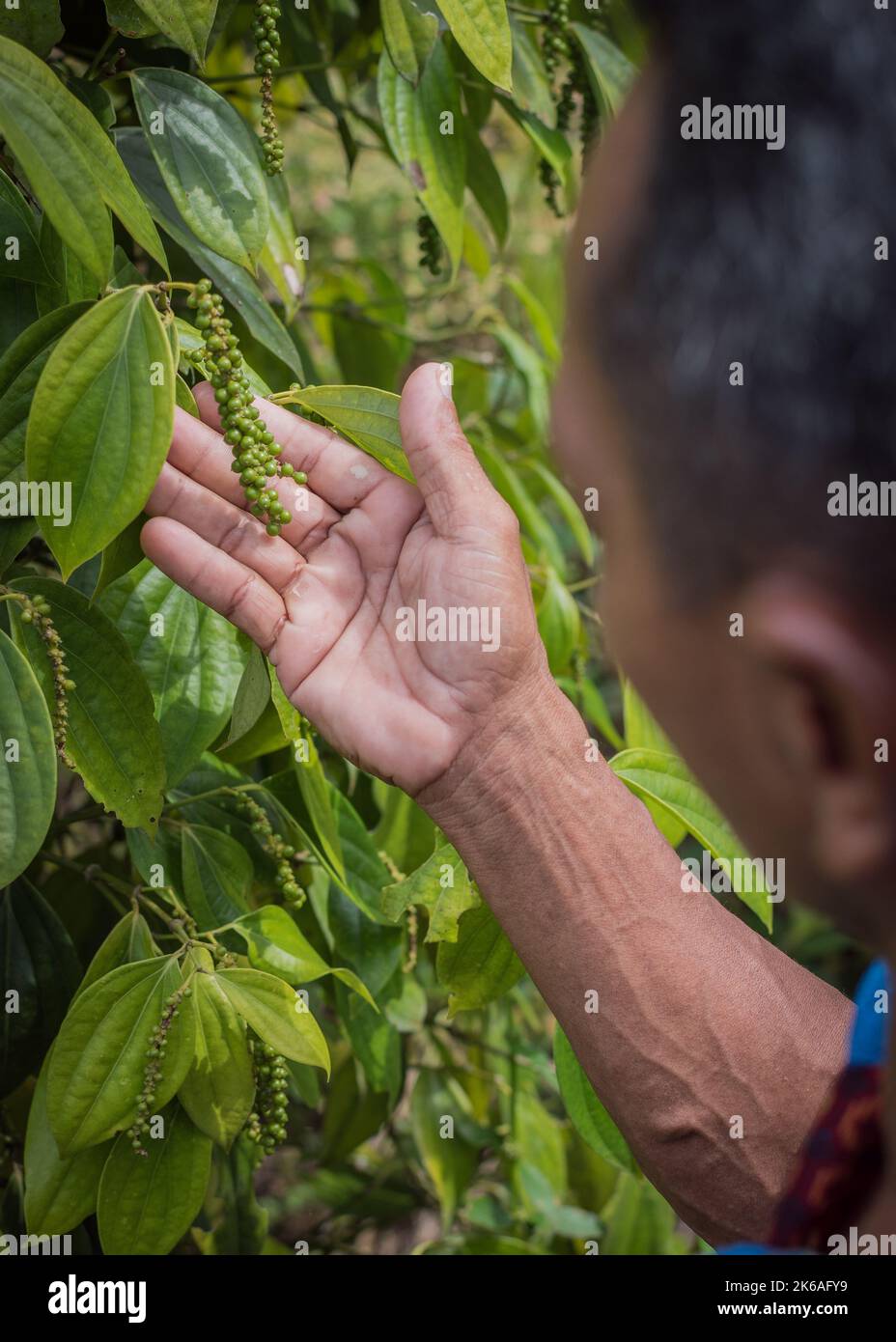 Indonesischer Bauer inspiziert seinen Pfeffer auf seiner Bauernplantage in Indonesien Stockfoto
