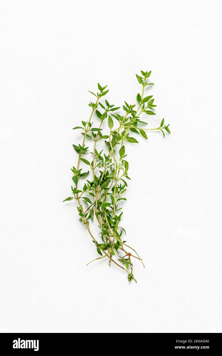 Thymianstängel Blätter weißen Hintergrund Bio-Inhaltsstoff Kräuter aromatisch medizinisch Stockfoto