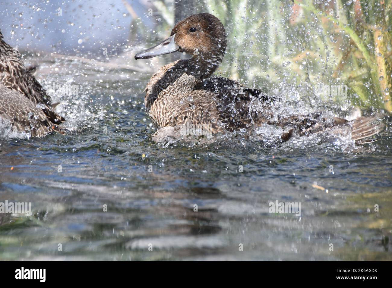 Ente beim Baden im Zoo Stockfoto