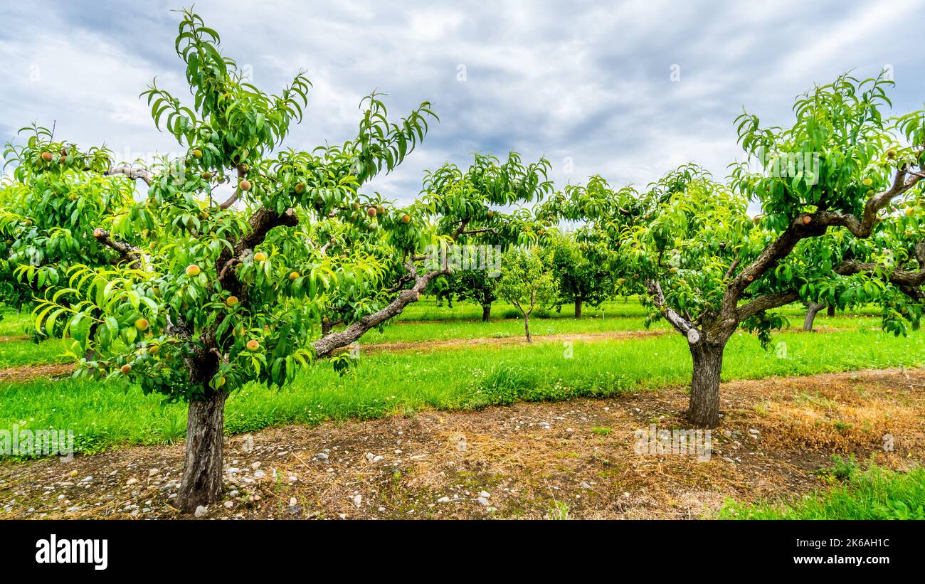 Pfirsichbäume in einem Obstgarten in der Nähe von Osoyoos in der Region Okanagen, British Columbia, Kanada Stockfoto