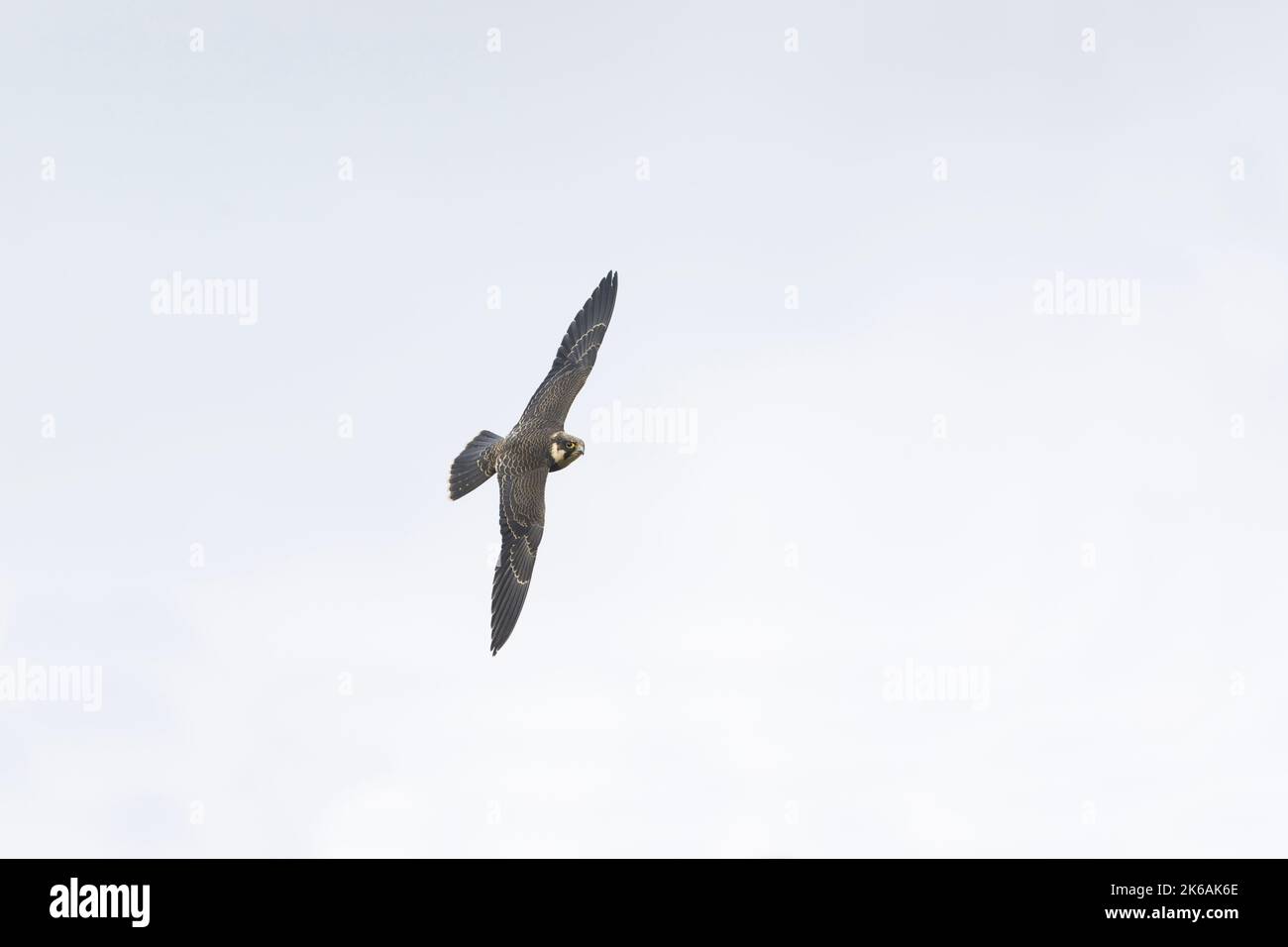 Eurasisches Hobby Falco subbuteo, Jugendfliegen, Suffolk, England, Oktober Stockfoto