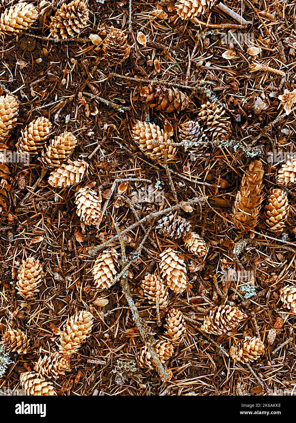 Eine Kiefer Nadeln pinecones Baum Herbst Saison Herbst pinecone trocken herbstlichen Urlaub weihnachten Jahreszeiten Gartenarbeit Bodenschutz Samen Natur Hintergrund im Freien Stockfoto
