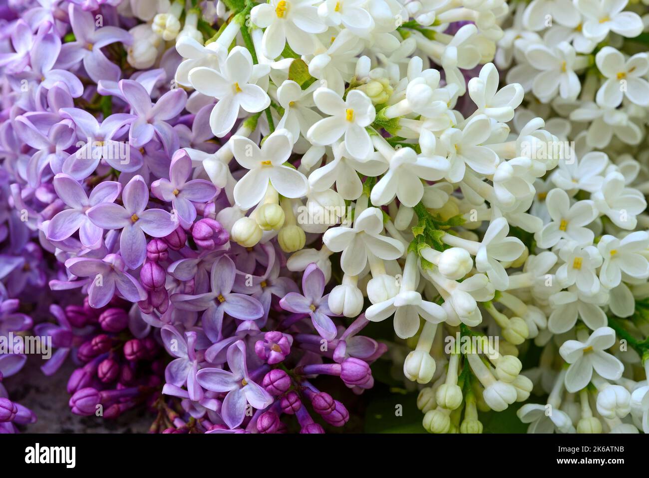 Fliederblüten (syringa vulgaris) violett und weiß Stockfoto