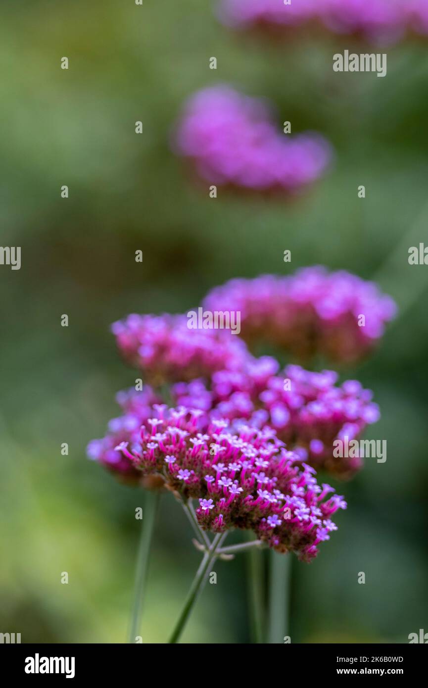 Purple Vervain (Verbena bonariensis) Rose-lila Blütenkopf von hohen Zierpflanzen im Garten, mediterrane blühende Grenzpflanzen Stockfoto